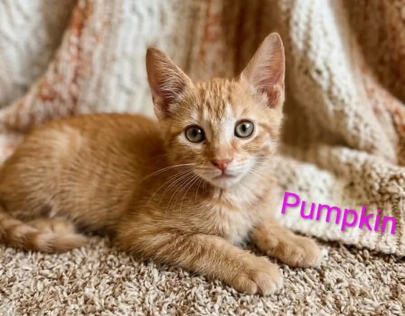 A baby medium-sized female Tabby (Orange / Red) Tabby cat named Pumpkin for adoption in Wyandotte, MI