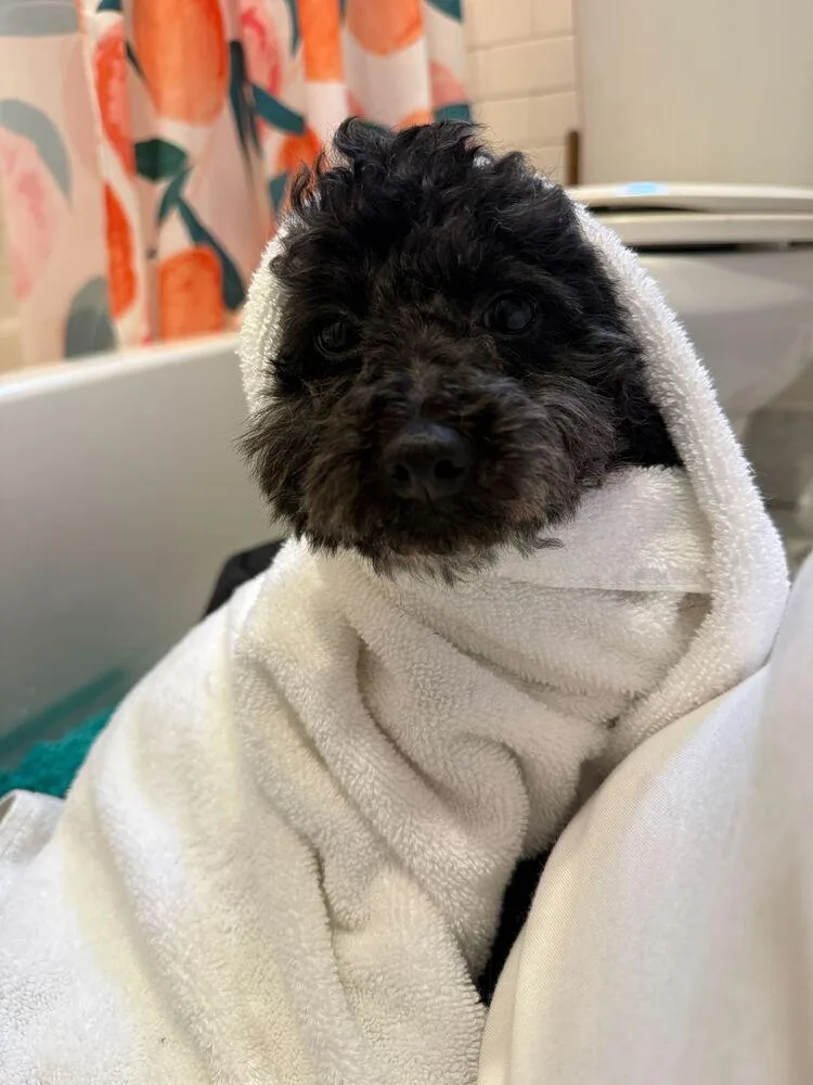 An adult small-sized female Black Poodle dog named Joy for adoption in Long Island City, NY