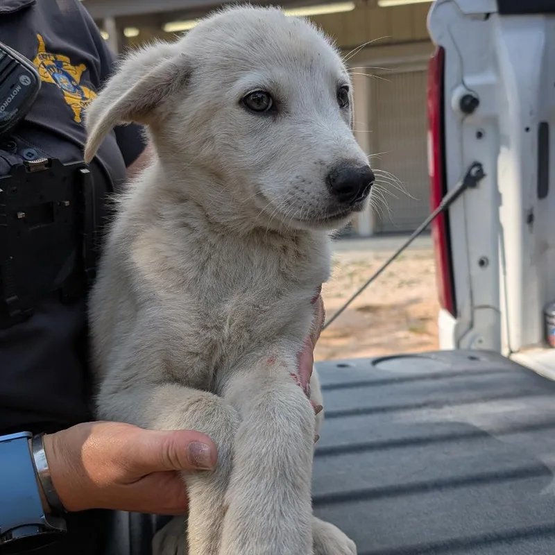 A baby medium-sized male White / Cream Shepherd dog named Ralph for adoption in Buchanan Dam, TX