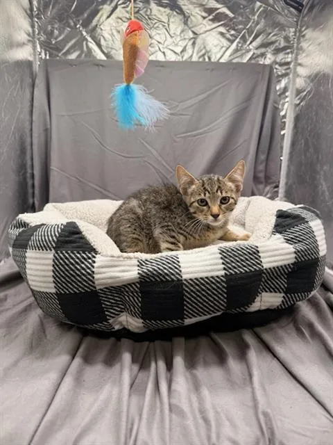 An adult small-sized male Domestic Short Hair cat named Theodore for adoption in Appling, GA