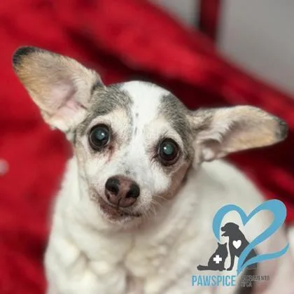 A senior small-sized female Chihuahua dog named Fern Pawspice for adoption in Sacramento, CA