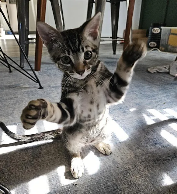 A baby small-sized male Domestic Short Hair cat named Shinkansen for adoption in Sacramento, CA
