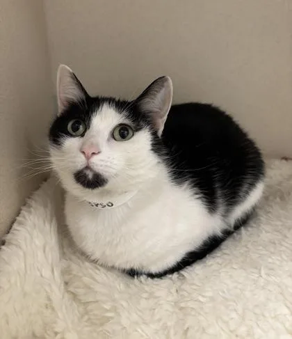 An adult medium-sized female Domestic Short Hair cat named Calypso for adoption in East Brookfield, MA