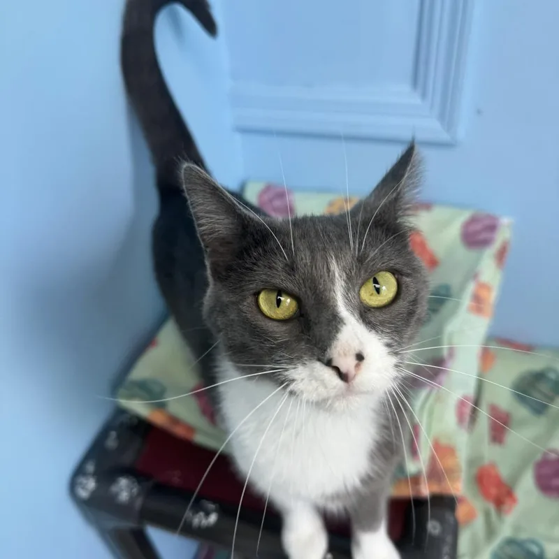 An adult medium-sized female Domestic Short Hair cat named Gaia for adoption in Milford, IA