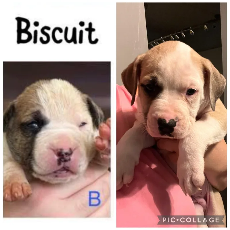 Biscuit thumbnail 2