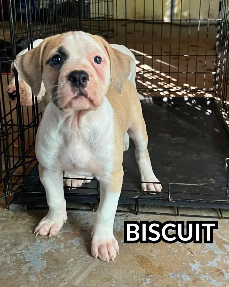 Biscuit thumbnail 3
