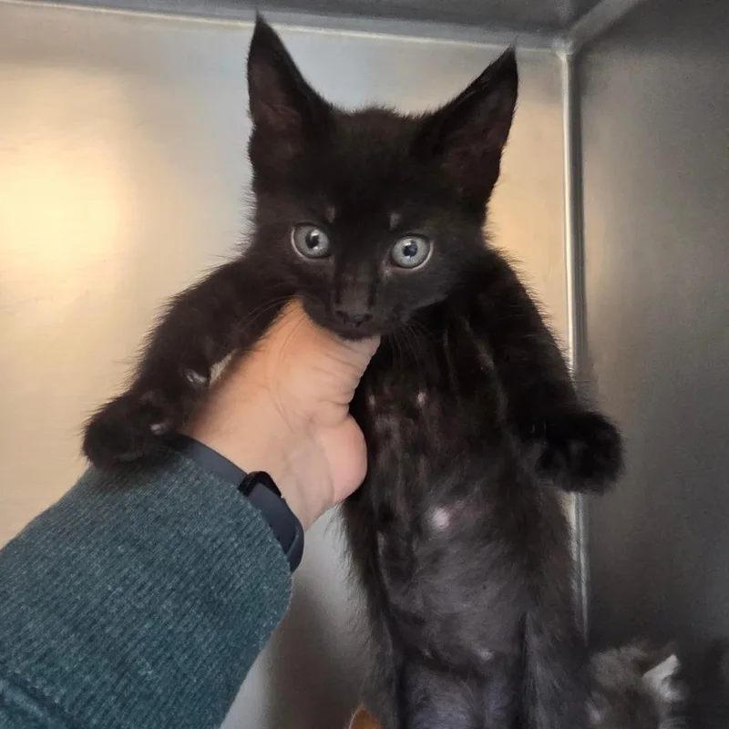 A baby small-sized male Domestic Medium Hair cat named Theo for adoption in Allyn, WA