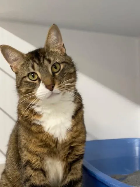 An adult medium-sized male Tabby (Brown / Chocolate) Domestic Short Hair cat named Dallas for adoption in Hayward, WI