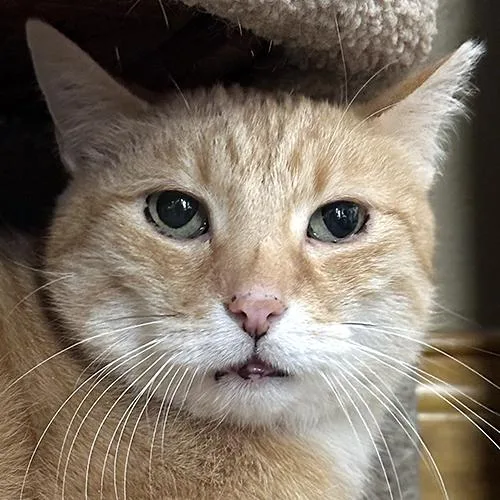 A senior medium-sized male Tabby (Orange / Red) Domestic Short Hair cat named Ginger for adoption in Crystal Lake, IL