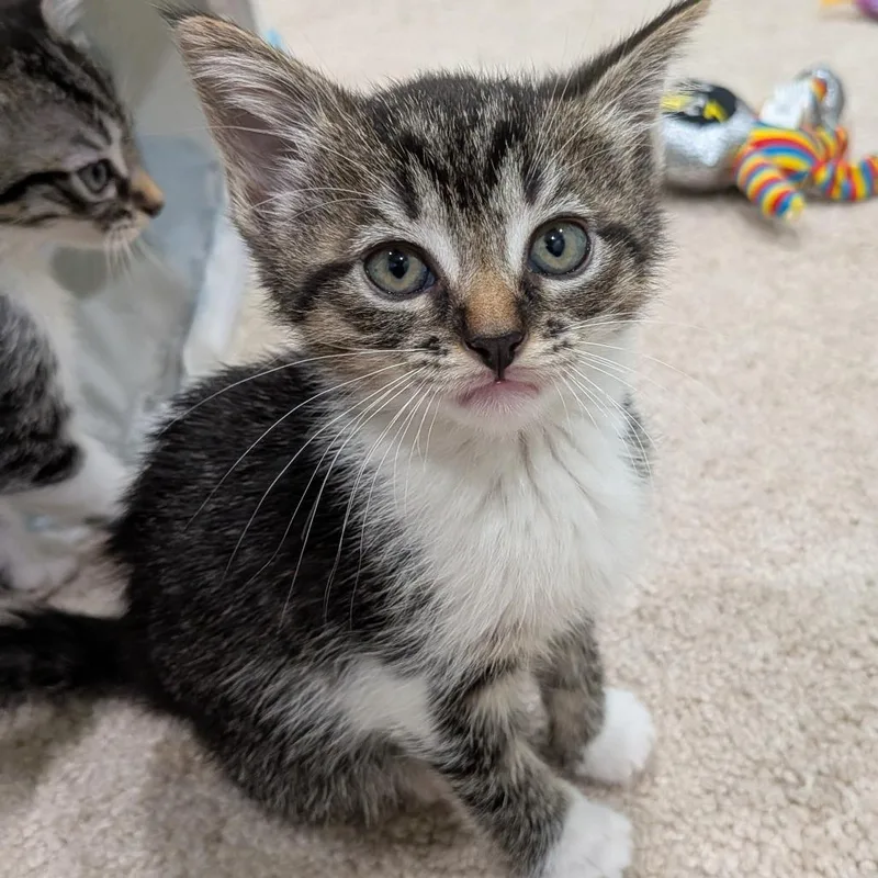A baby small-sized female Brown / Chocolate Domestic Short Hair cat named Porcini for adoption in North Branford, CT