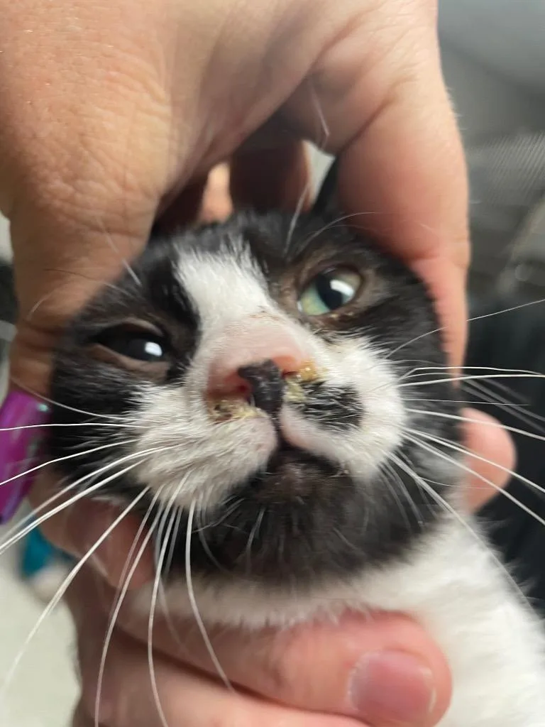 A baby small-sized female Domestic Short Hair cat named Bubba for adoption in Columbia, TN