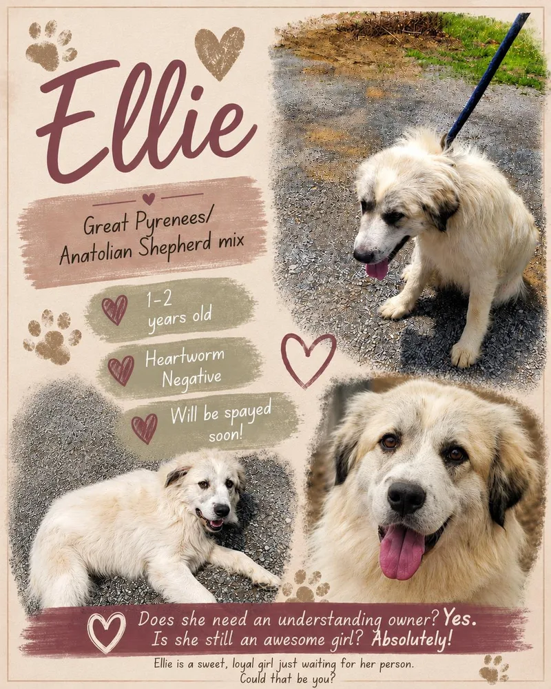 Ellie thumbnail 4