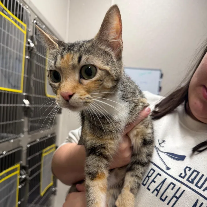 A young medium-sized female Calico Domestic Short Hair cat named Queen Clawdia for adoption in Morganton, NC