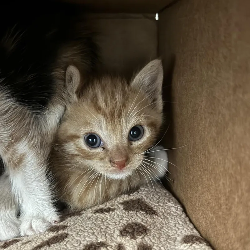 A baby small-sized male Orange / Red Domestic Short Hair cat named Cheddar for adoption in Lynchburg, VA