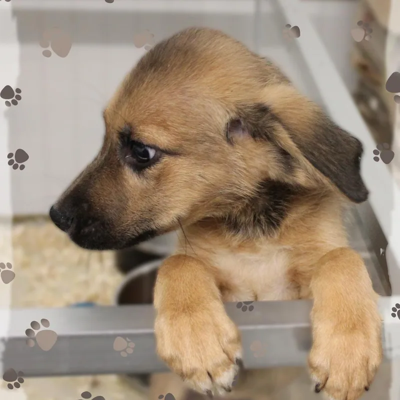A baby medium-sized male Bicolor Mixed Breed dog named Wyatt for adoption in Amelia, OH