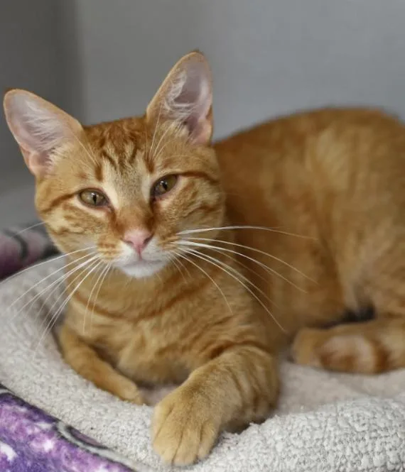 An adult medium-sized male Tabby (Orange / Red) Domestic Short Hair cat named Gimli for adoption in Marietta, GA
