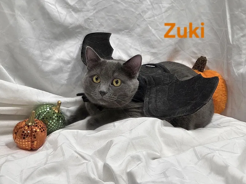 A young medium-sized female Gray / Blue / Silver Domestic Short Hair cat named Zuki for adoption in Whitewater, WI