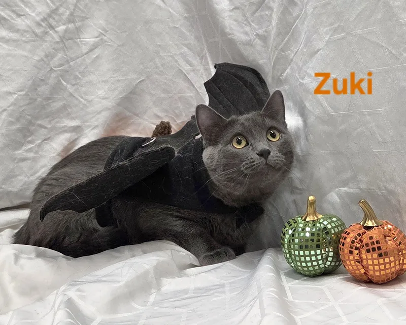 Zuki thumbnail 2