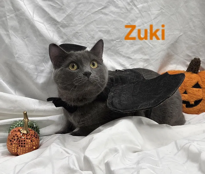 Zuki thumbnail 3