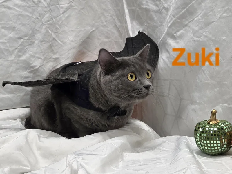 Zuki thumbnail 4