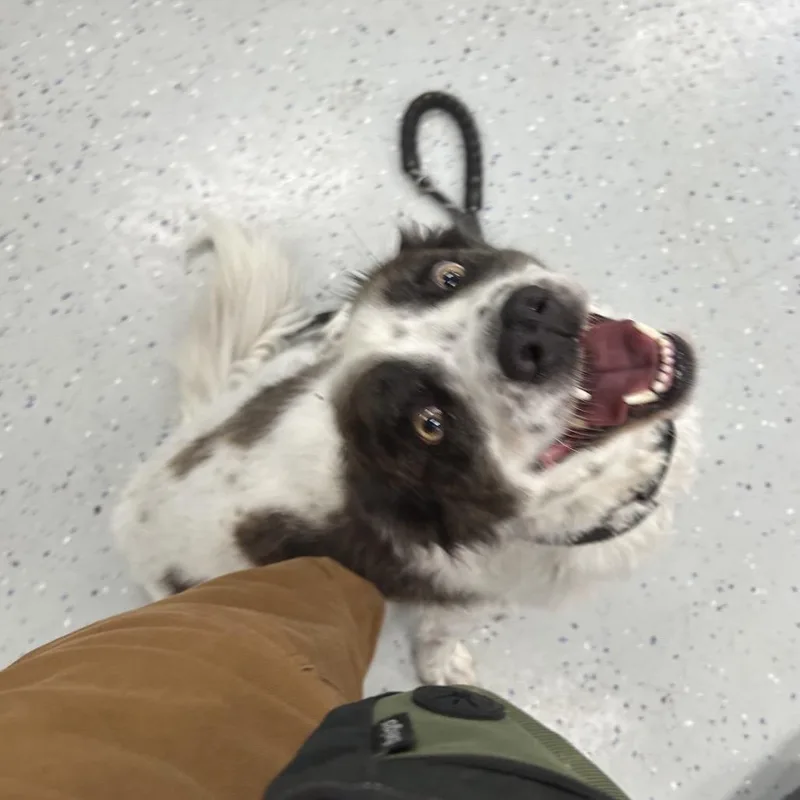 An adult medium-sized female White / Cream Australian Shepherd dog named Taloni for adoption in Washington, DC