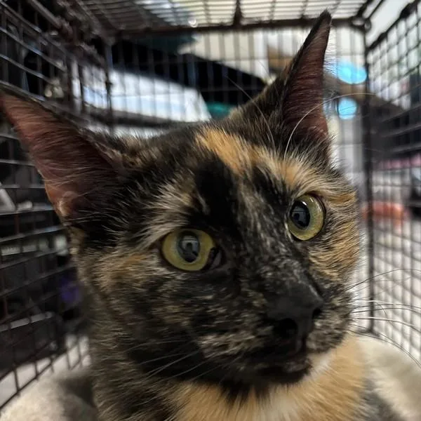 An adult small-sized female Domestic Short Hair cat named Dreeka for adoption in Des Moines, IA