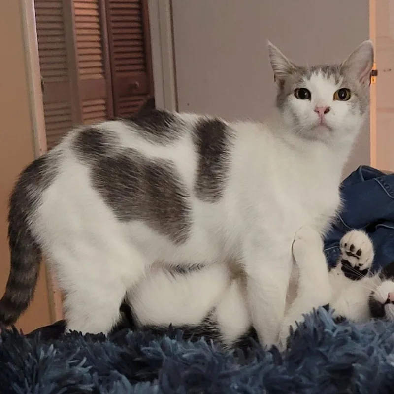 An adult medium-sized female Gray & White Domestic Short Hair cat named Perla for adoption in Orlando, FL