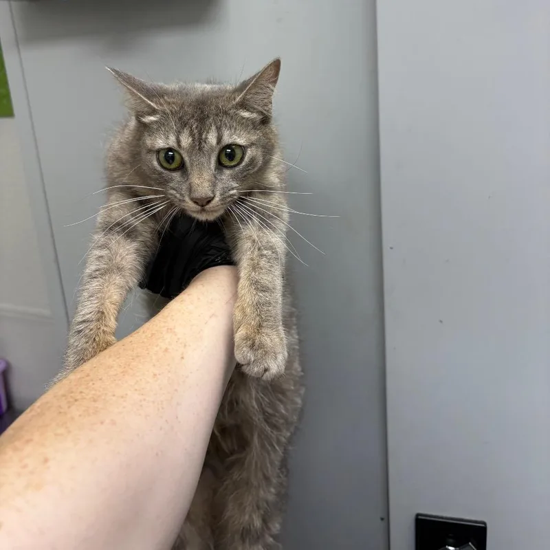 A young small-sized female Gray / Blue / Silver Domestic Short Hair cat named Gracie for adoption in Columbiana, AL