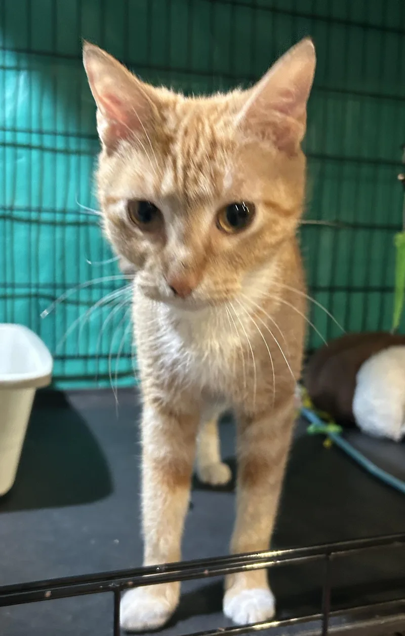 A young medium-sized female Domestic Short Hair cat named Arianna for adoption in Havertown, PA