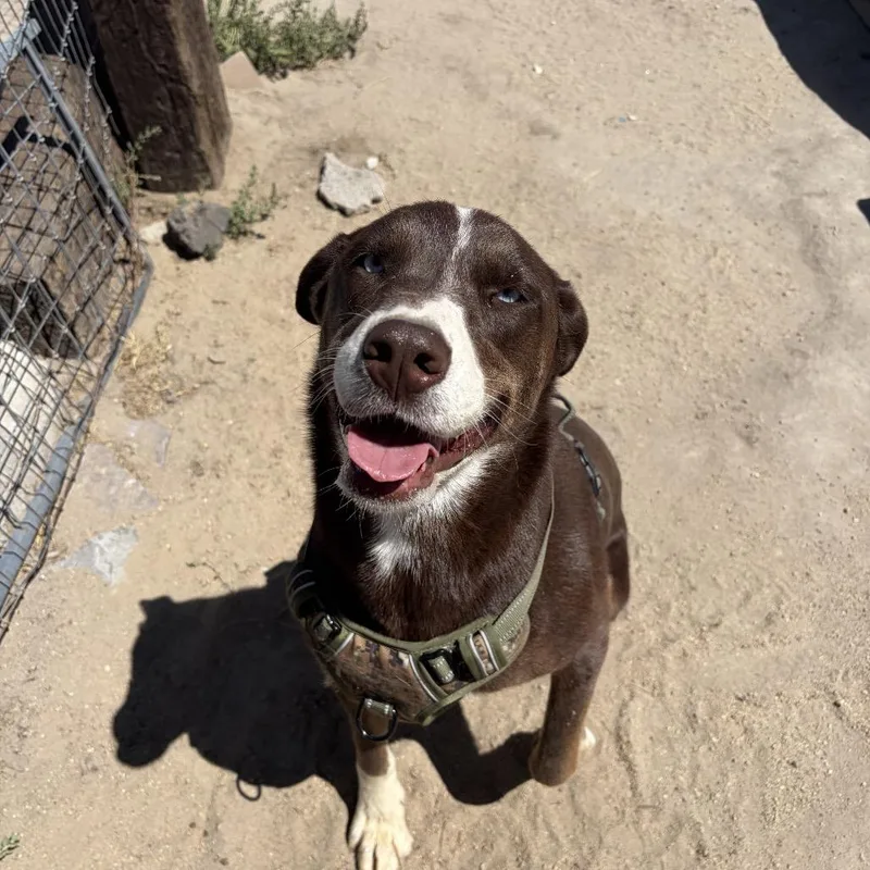 A young large-sized female Brown / Chocolate Husky dog named Toffee for adoption in Fallon, NV