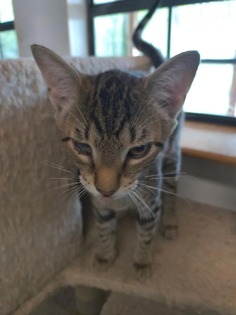 A baby small-sized male Domestic Short Hair cat named Harry Potter for adoption in Berlin, MD