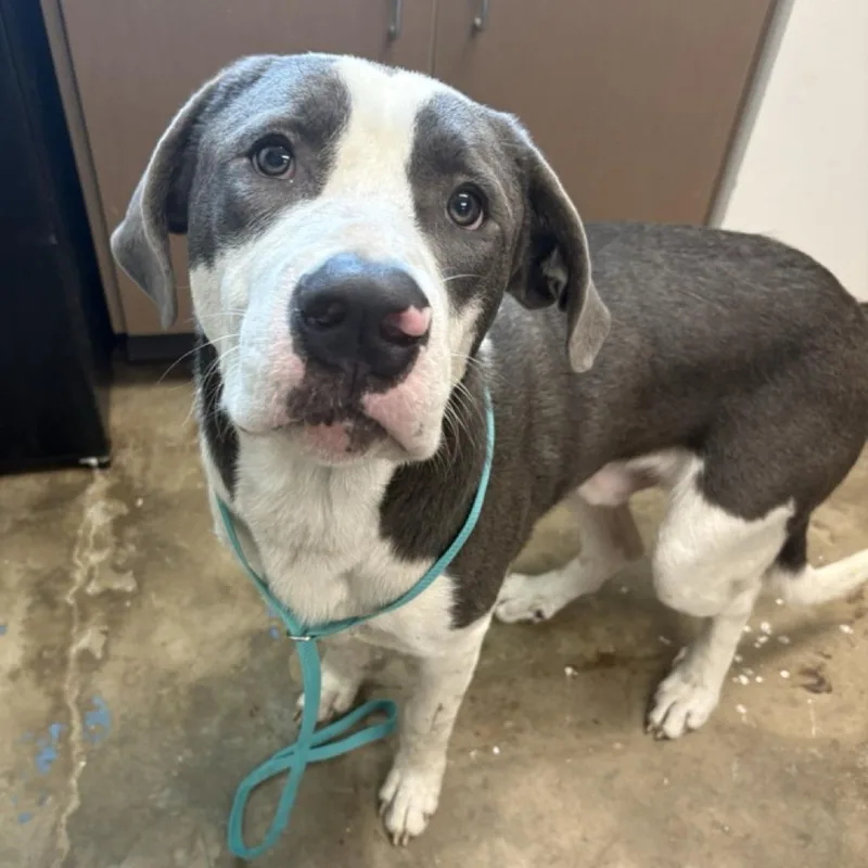 An adult medium-sized male Gray / Blue / Silver Pit Bull Terrier dog named Briscoe for adoption in Cleveland, MS