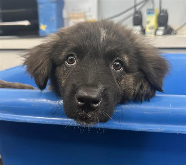 A young large-sized female Mixed Breed dog named Jinx for adoption in Dallas, TX