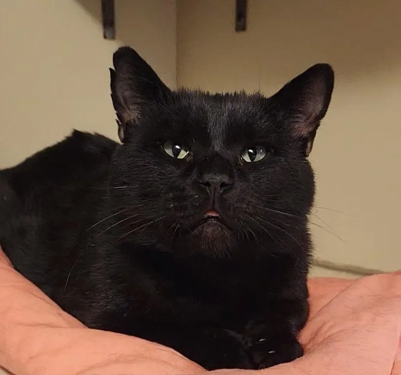 Oreo Haven thumbnail 2