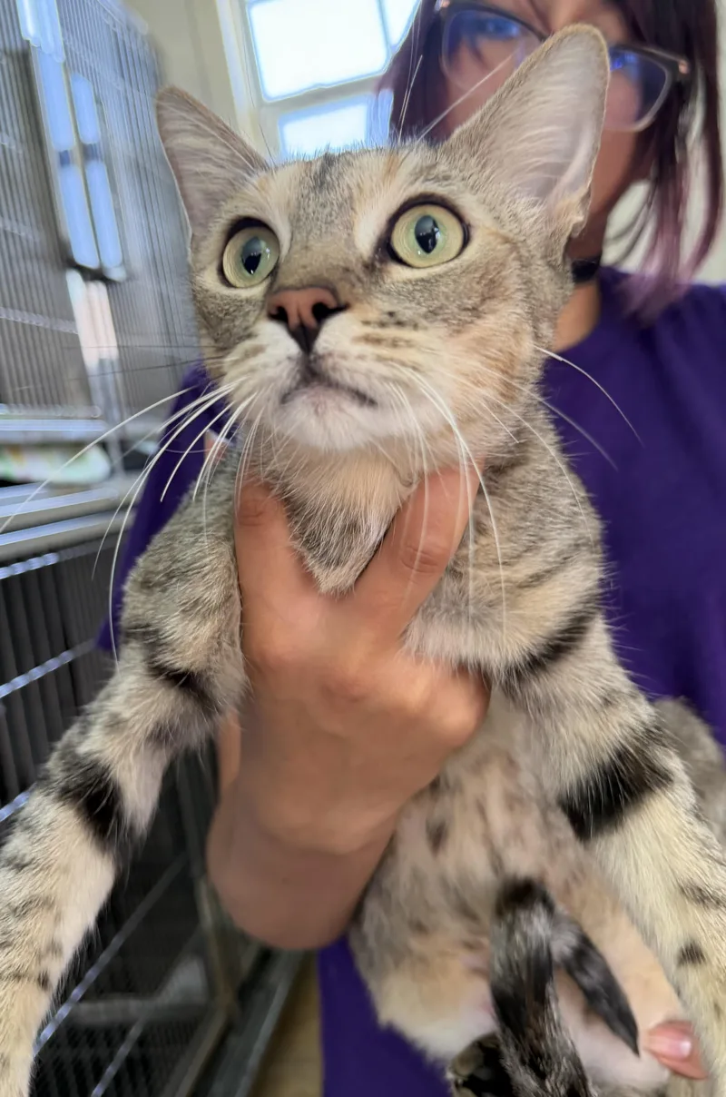 An adult small-sized female Tabby (Buff / Tan / Fawn) Domestic Short Hair cat named Mixxie for adoption in Deming, NM