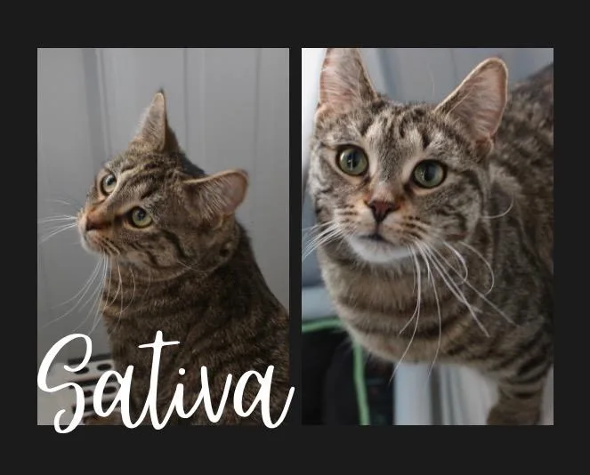 Sativa Herpes thumbnail 2