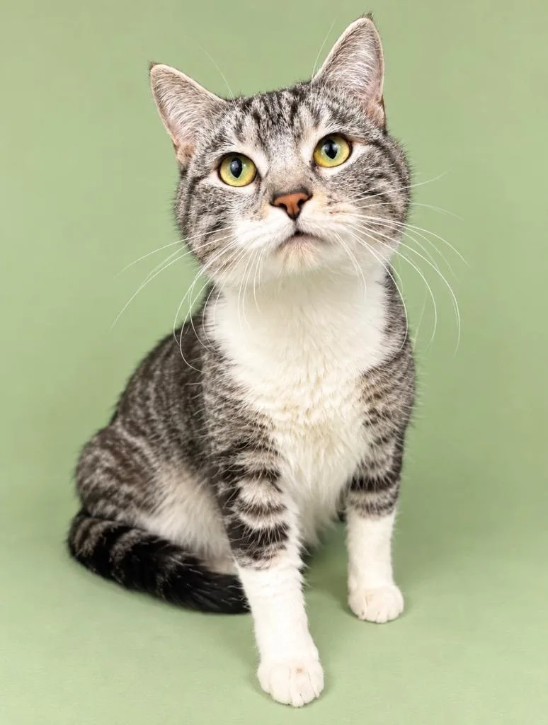 An adult medium-sized male Domestic Short Hair cat named Alister for adoption in Rock Springs, WY