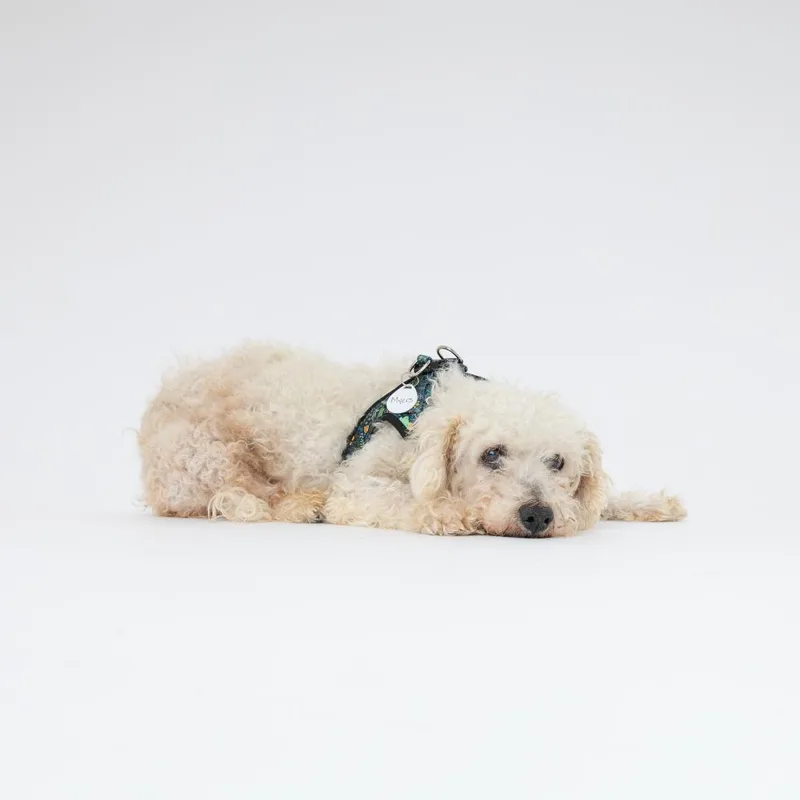 A senior small-sized male White / Cream Miniature Poodle dog named Myers for adoption in San Francisco, CA
