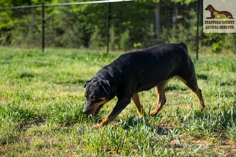 A senior large-sized female Black Rottweiler dog named Lady for adoption in Stafford, VA
