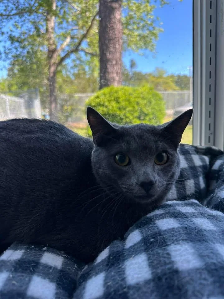 A young medium-sized male Gray / Blue / Silver Domestic Short Hair cat named Grayson for adoption in Wilmington, NC