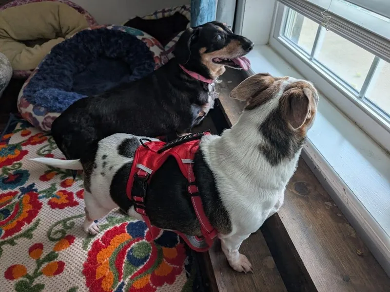 A senior medium-sized female Black Dachshund dog named Tali OR for adoption in Bryan, TX