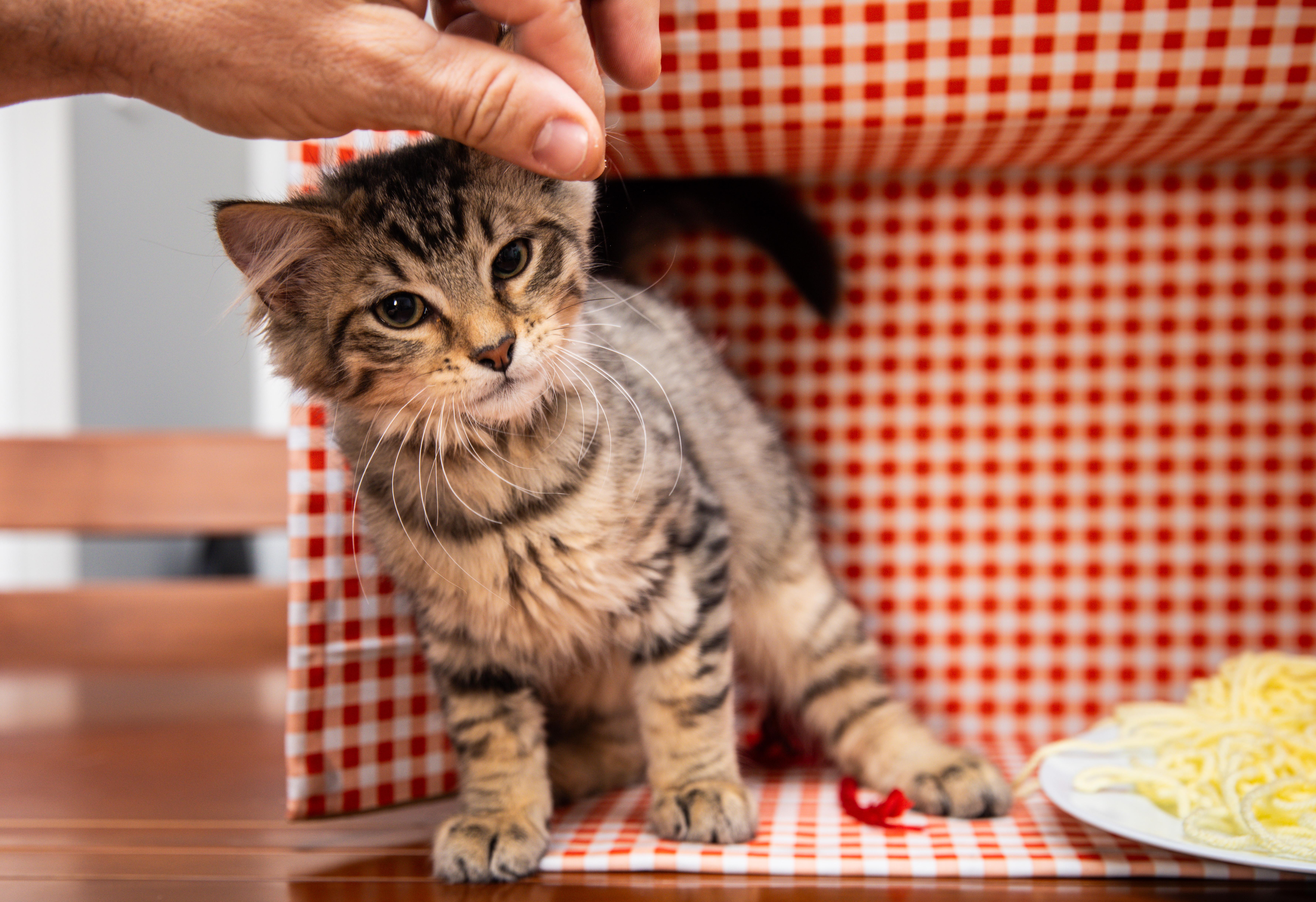 A baby medium-sized male Tabby (Brown / Chocolate) Domestic Long Hair cat named Salvatore for adoption in Avondale Estates, GA