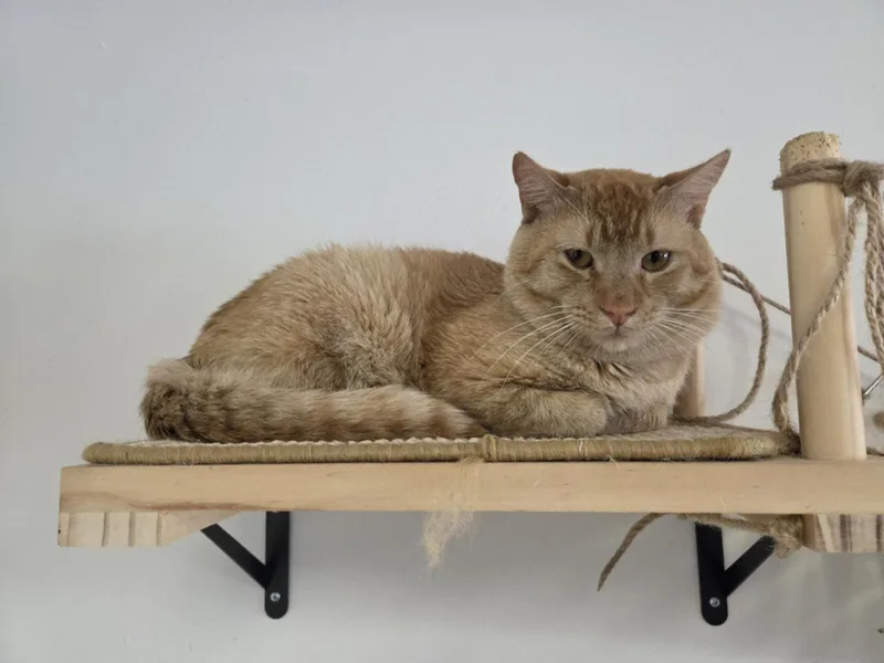 Teddy Ruxpin thumbnail 2