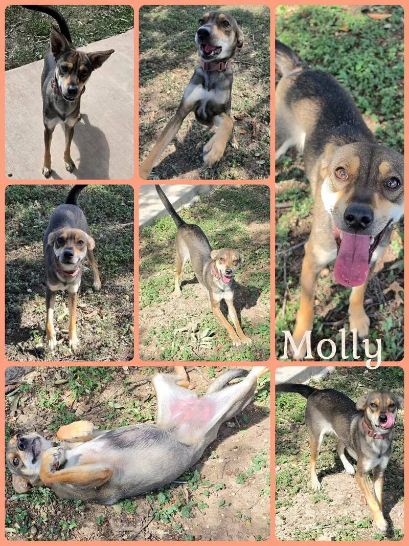 An adult small-sized female Shepherd dog named Molly for adoption in Universal City, TX