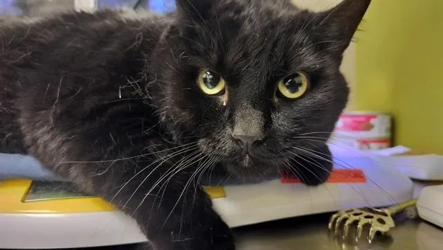 An adult large-sized female Domestic Short Hair cat named Olivia for adoption in Pueblo, CO