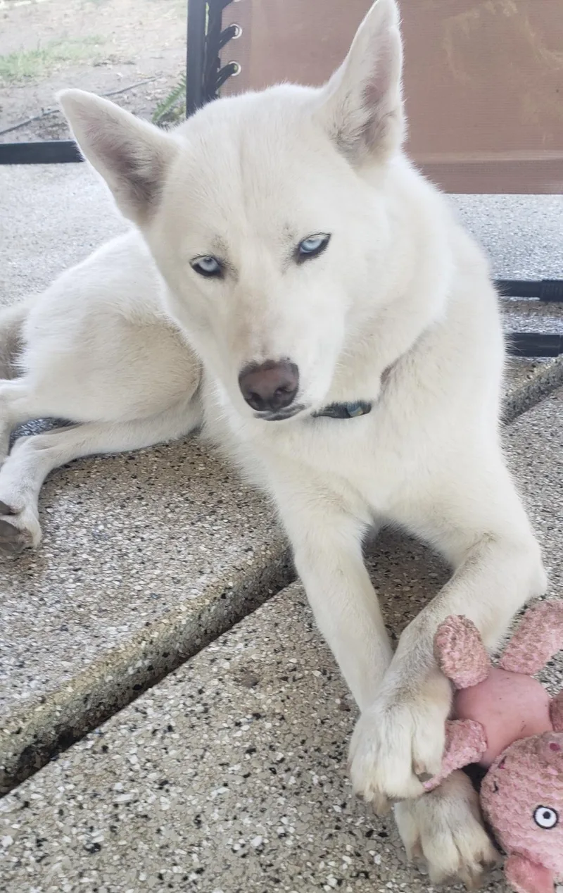 A young medium-sized female White / Cream Siberian Husky dog named Neela for adoption in Menifee, CA
