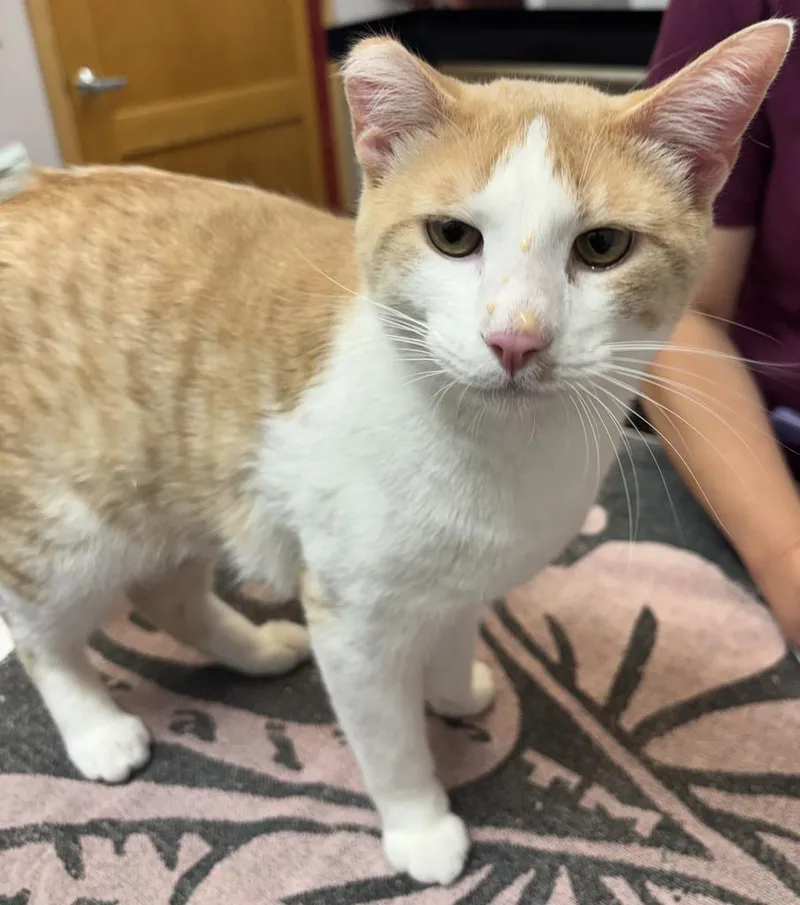 A baby large-sized male Domestic Short Hair cat named Binx King for adoption in Saint Paul, MN