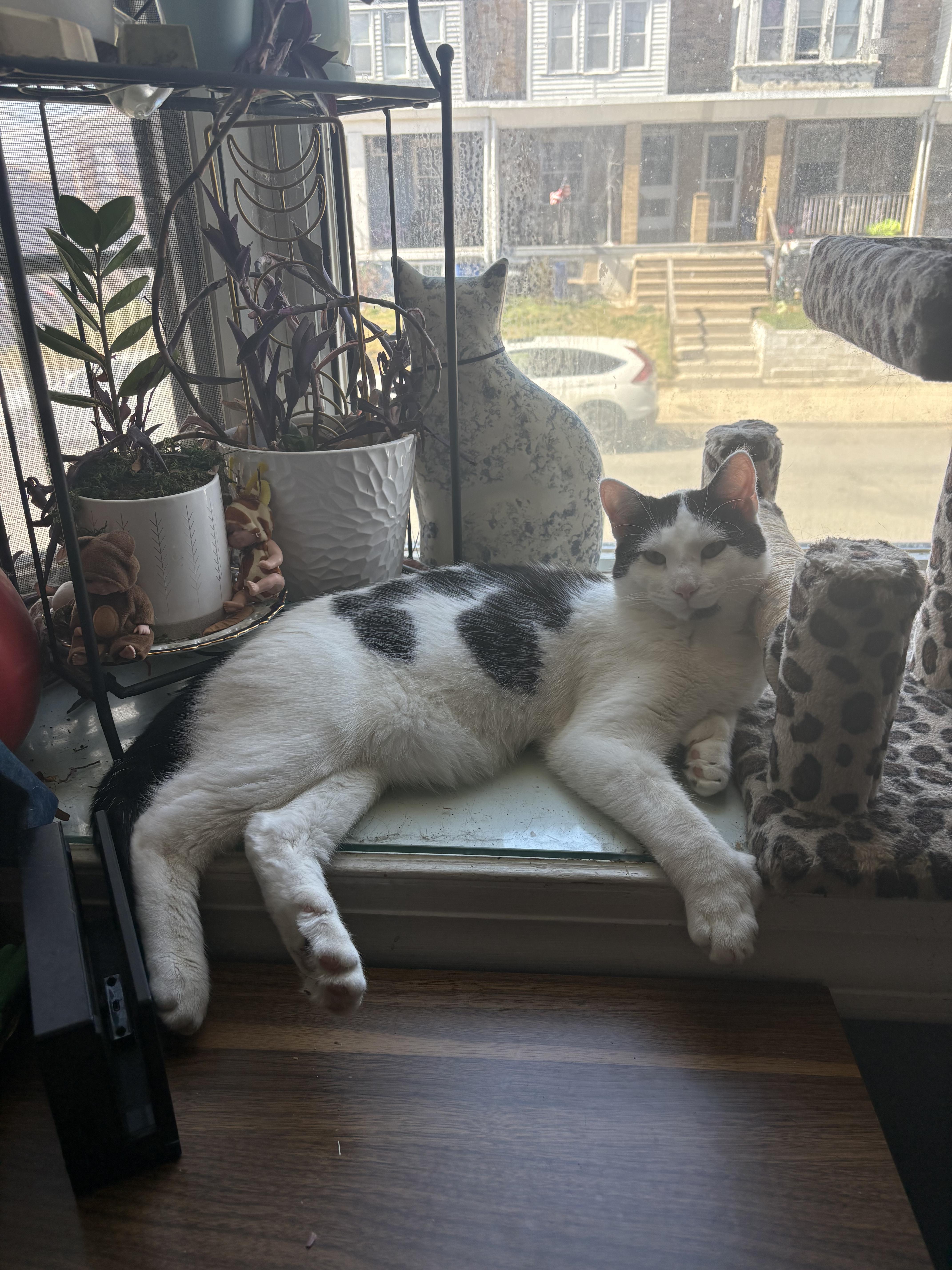 A young medium-sized male White Domestic Short Hair cat named Cowboy for adoption in Philadelphia, PA