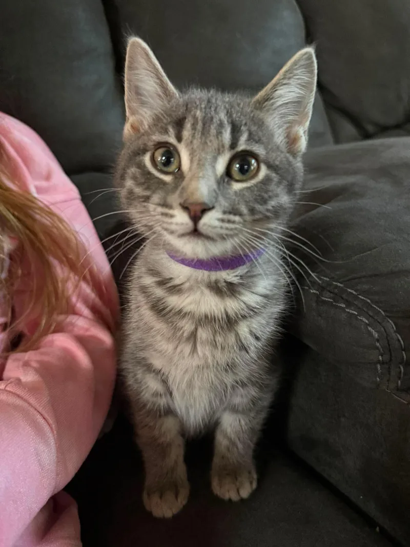 A young medium-sized female Domestic Short Hair cat named Hensley for adoption in Sioux Falls, SD