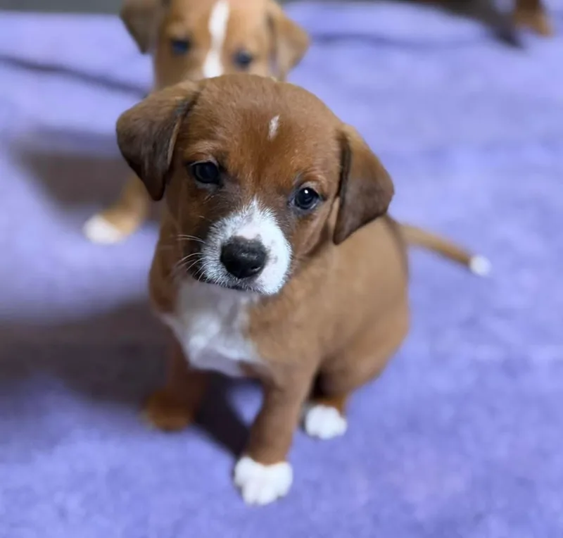 Willow And Babies thumbnail 2